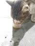 多特思猫罐头猫湿粮主食罐浓汤补水罐猫咪零食下午茶金瓜奶露60g*6罐 实拍图