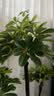 叹为观止大型植物发财树各种大颗盆栽开业乔迁客厅办公室内好养大型花卉 造型鸭脚木【1.4-1.6米】 含盆 实拍图