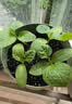 德沃多植物营养土通用3L组合园艺养花土种菜土壤盆栽多肉绿植 实拍图