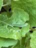 东合生物苏云金杆菌茵8000IU钻心虫菜青虫小菜蛾蔬菜兰花卉农药杀虫剂200g 晒单实拍图