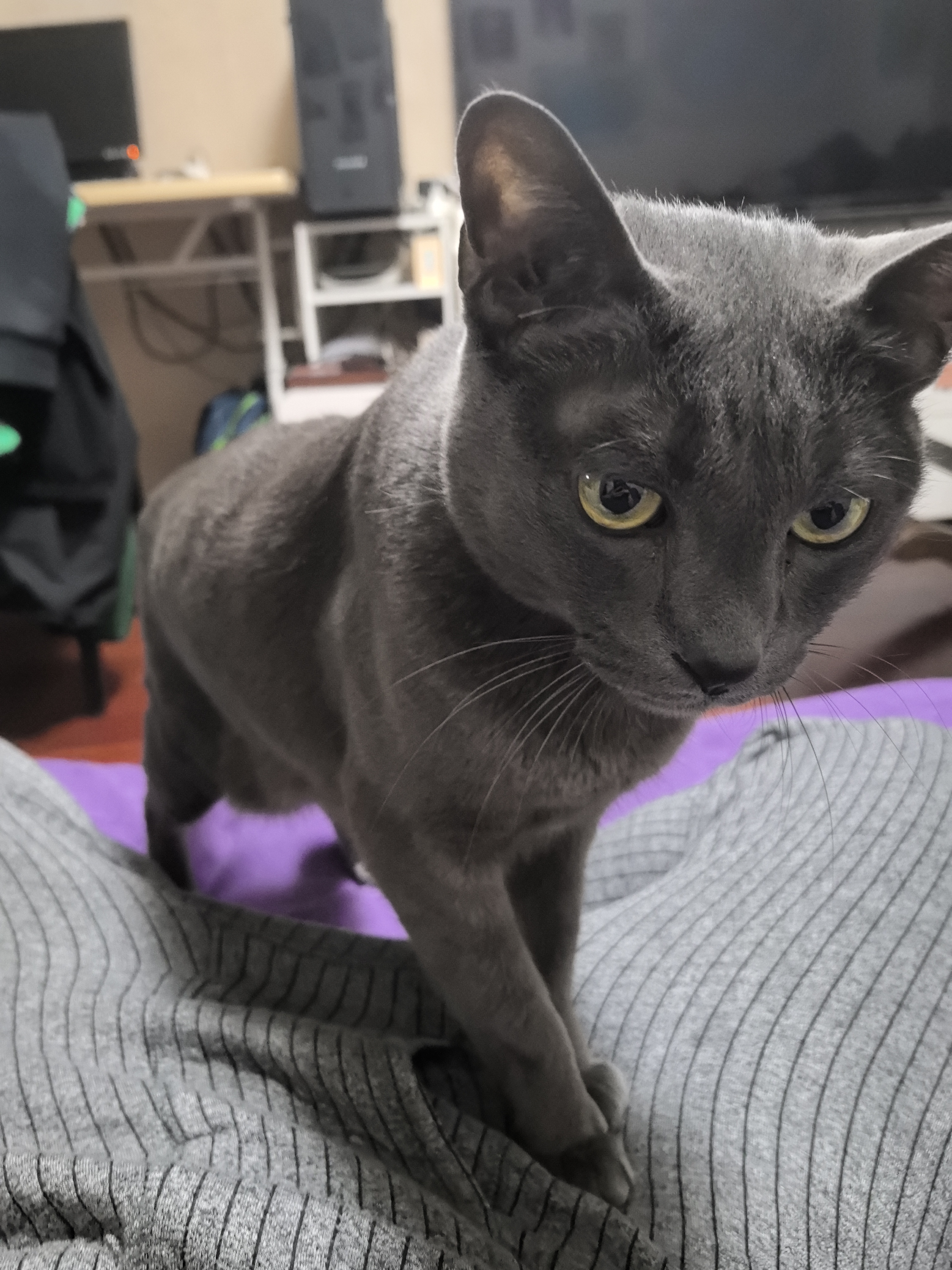 麦富迪猫罐头 浓汁猫罐头猫咪零食成幼猫补水亮毛混合装85g*24罐 实拍图