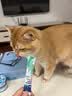 新宠之康宠物猫咪狗狗电解质葡萄糖粉能量恢复体弱虚钾钠液盐脱水中暑应激 实拍图