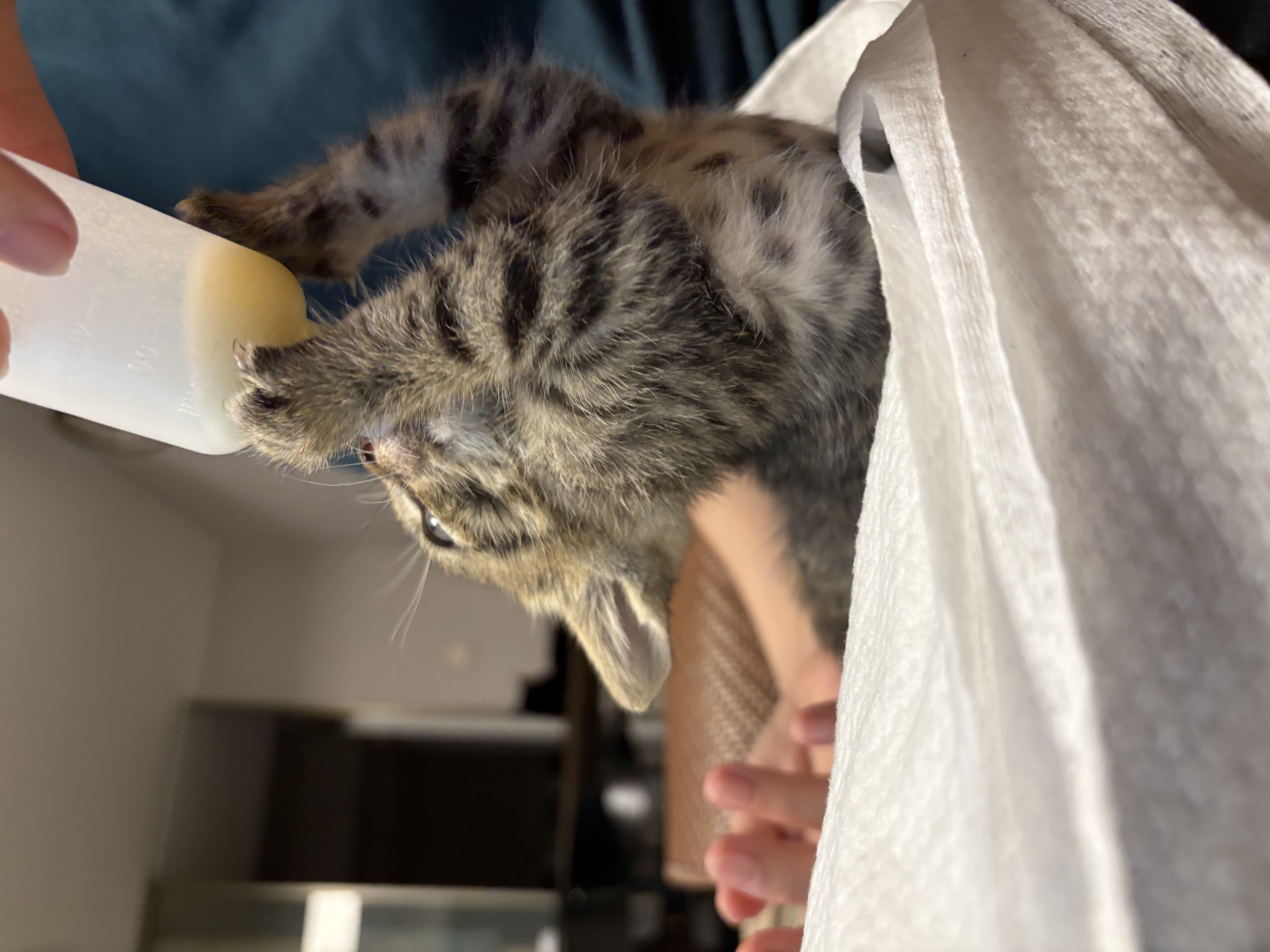 皇家猫粮 成猫猫粮 泌尿道呵护 U31 1岁以上  50g*3 实拍图