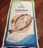 仙泉湖三去白蕉海鲈鱼1斤/条净膛刺少肉厚珠海特产500g海鲜中秋生鲜食材 实拍图