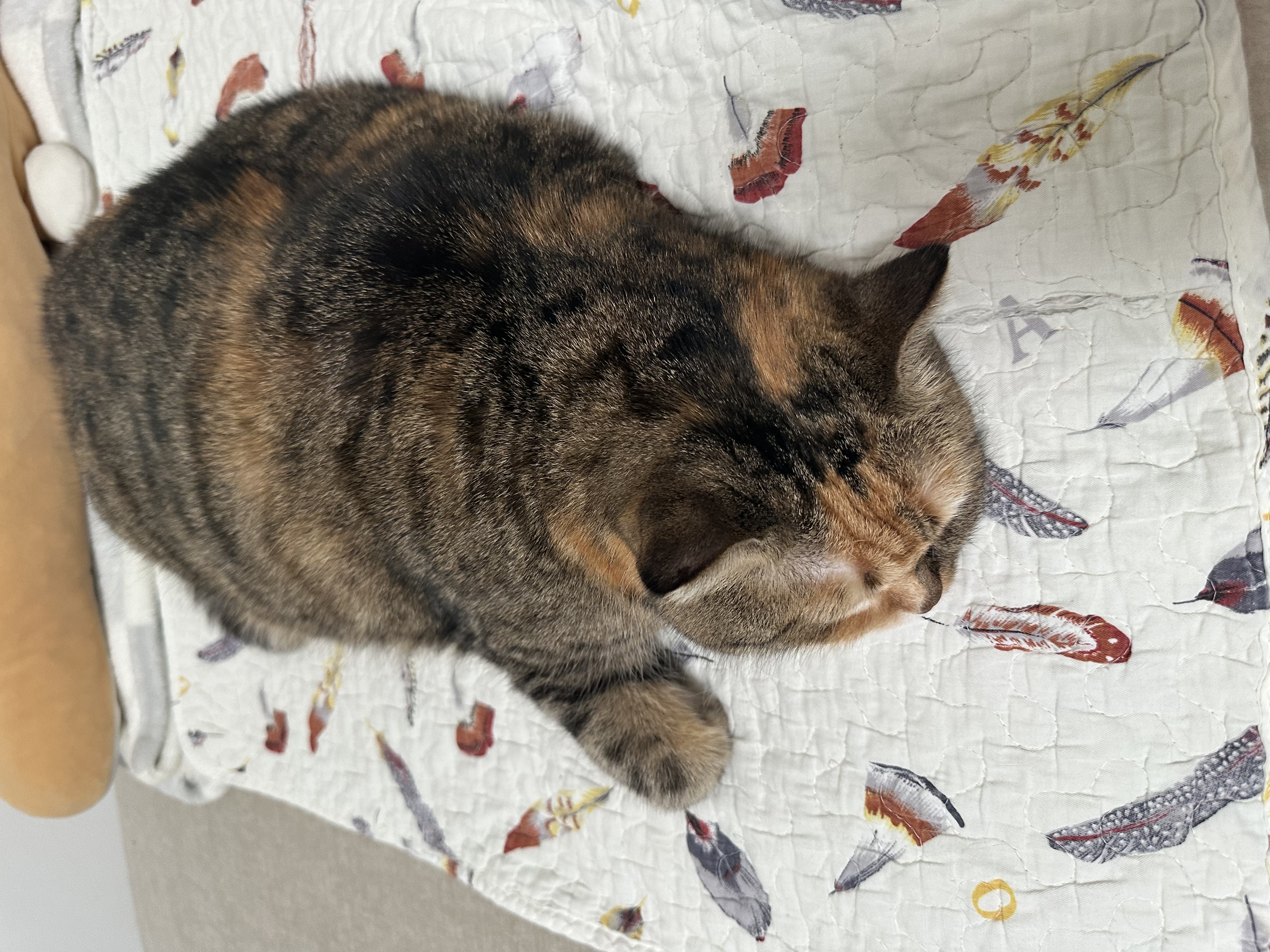 爱立方冻干生骨肉猫粮鸭肉冻干成猫幼猫咪零食猫冻干全期主粮冻干200g 实拍图