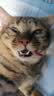 LEGENDSANDY蓝氏猫零食全价猫主食湿粮超能奶盾厚乳酪酪勺混合味100g*3盒 实拍图