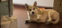 皇家狗粮 成犬狗粮 犬粮 宠物小型犬 PR27全价犬粮≥10月8KG 宠物金选 实拍图