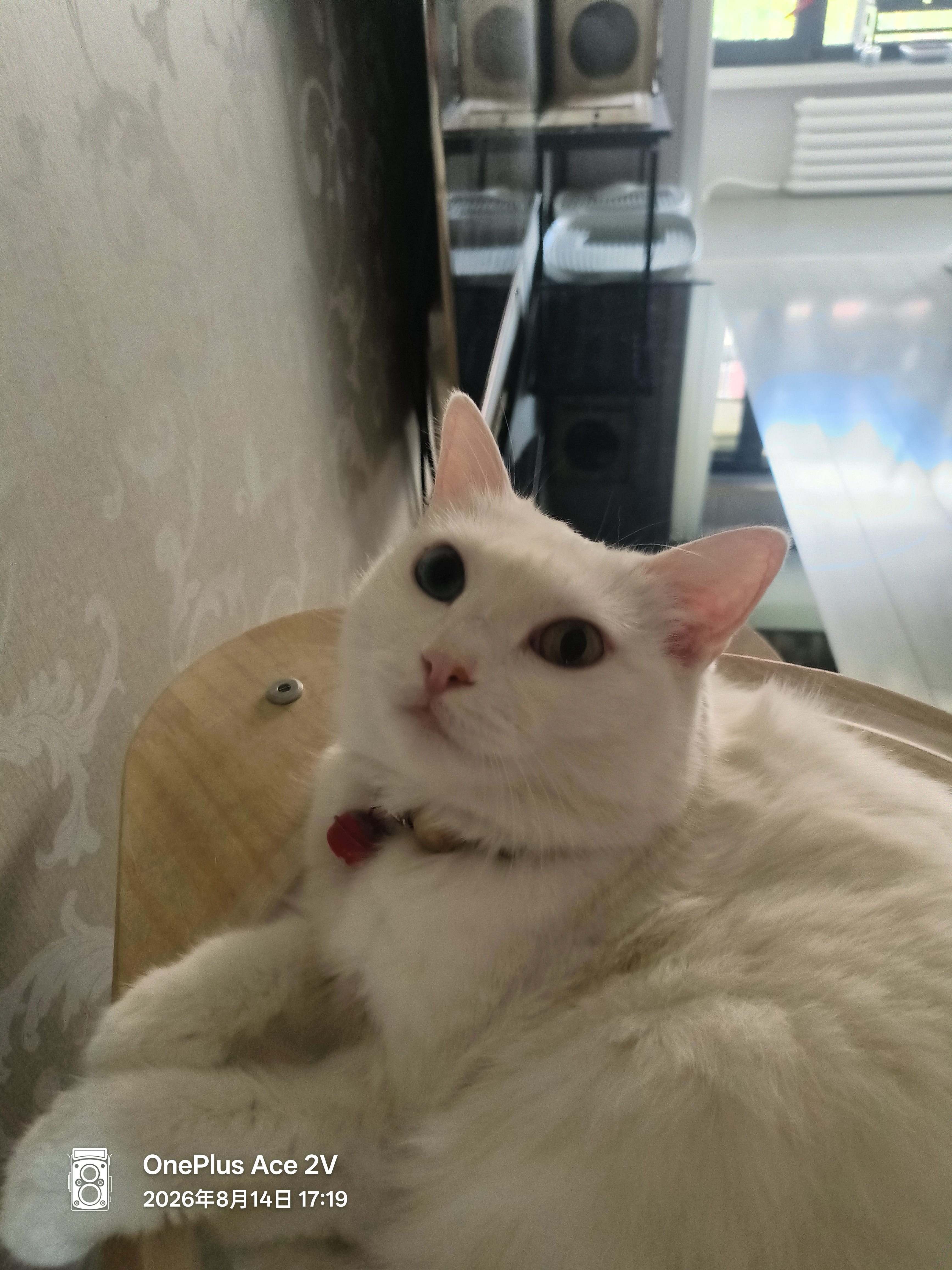 伯纳天纯金枪鱼蔓越莓成猫美毛猫粮6kg 实拍图