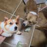 冠能狗粮大中型犬成犬狗粮2.5kg 全价狗粮 稳固免疫  实拍图