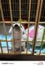 麦德氏IN犬猫高钙0乳糖绵羊奶粉300g/罐8倍乳铁蛋白幼犬猫羊奶粉狗狗 实拍图