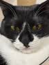 鲜朗主食罐猫咪营养蓝猫英短暹罗幼猫成猫替代主粮全价湿粮猫罐头 混合口味1盒【100g* 6罐】 实拍图
