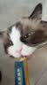 鲜朗主食猫条磷虾三文鱼油营养全价成猫幼猫湿粮无添加非零食补水湿粮 鸡肉味【12g/支】 48支【囤货装】 实拍图