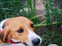 多尼斯（DOGNESS）反光狗狗牵引绳 防爆冲防挣脱不勒手遛狗绳大中小型犬宠物牵引带 实拍图