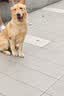 伯纳天纯狗粮中大型犬全价成年犬粮17kg羊肉蔓越莓味囤货装 实拍图