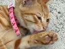 凯锐思猫粮银爪P28高蛋白全价猫粮亲和肠胃鲜肉冻干双拼成猫粮 【肠道养护】经典鱼肉味 20斤（送20支猫条） 实拍图