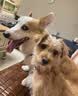 凯锐思中大型犬粮1-7岁成年犬全价粮金毛边牧宠物狗粮囤货装10kg 实拍图