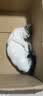森贝全价猫粮10斤装鸡肉粮成猫幼猫全阶段通用型猫干粮5kg 实拍图