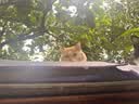 亿迪 冻干猫粮幼猫成猫10斤全价布偶蓝猫英短成年全阶段 实拍图