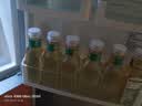 农夫山泉东方树叶菊花普洱500ml*15瓶无糖茶饮料0糖0脂0卡饮品整箱装 实拍图