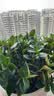 四季常青金鱼花吊兰盆栽室内绿植花卉多肉植物发财树好养易活客厅 金鱼吊兰【整盆20-30颗】原盆土 实拍图