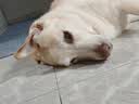 宝路狗磨牙棒狗零食 洁齿棒成犬狗狗通用犬金毛泰迪柯基 75g*3包 实拍图