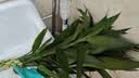 花翁带根富贵竹水培植物客厅招财旺宅花卉绿植盆栽竹子文昌竹源头直发 实拍图