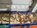 稻香村中秋月饼礼盒1000g10味12饼含五仁蛋黄莲蓉月饼团购福利 金秋福瑞 实拍图