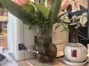 花翁发财树小盆栽绿植物室内客厅装饰中式盆景办公室桌面摆件源头直发 实拍图