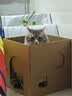 HELLOJOY猫抓板猫窝一体耐抓耐磨不掉屑大号双层瓦楞纸箱屋沙发磨爪猫玩具 实拍图