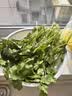 带根香菜100g 实拍图