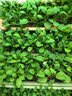 史丹利磷酸二氢钾花肥料花卉专用果树养花用磷钾肥叶面肥500g 实拍图