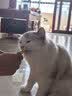 多特思猫零食主食猫条高肉含量成幼猫全价湿粮罐头猫饭小金条15g*100支 实拍图