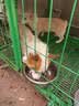 鼎鑫狗粮38斤装大肉球通用型大颗粒高肉金毛德牧中大型犬成幼犬粮19kg 实拍图