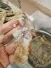 海速达皮皮虾 净重1斤15-22只 中大号满肉熟冻濑尿虾爬子虾婆姑 实拍图