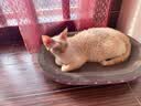 【京东物流】猫抓板磨爪猫窝一体耐磨不掉屑超大号猫玩具猫咪用品 椭圆大号+猫薄荷 实拍图