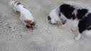 麦富迪狗粮 无谷牛肉双拼狗粮成犬 小型犬中大型犬通用10kg/20斤 实拍图