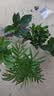绿有意绿植盆栽多肉花卉盆栽植物室内桌面水培绿植办公室客厅植物懒人 开花组合】栀子花+长寿花+铁海棠 实拍图