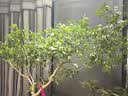 京锴土壤检测仪 探针式土壤酸碱度PH值湿度肥沃度三合一检测器 实拍图