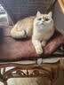 Orijen渴望猫粮 成猫幼猫粮 全价通用无谷原味鸡肉进口1.8kg效期27/5 实拍图