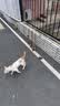 萌宠兄弟宠物驱赶喷雾车库驱野猫狗神器防猫咪狗狗上床乱尿咬家具禁区喷剂 实拍图
