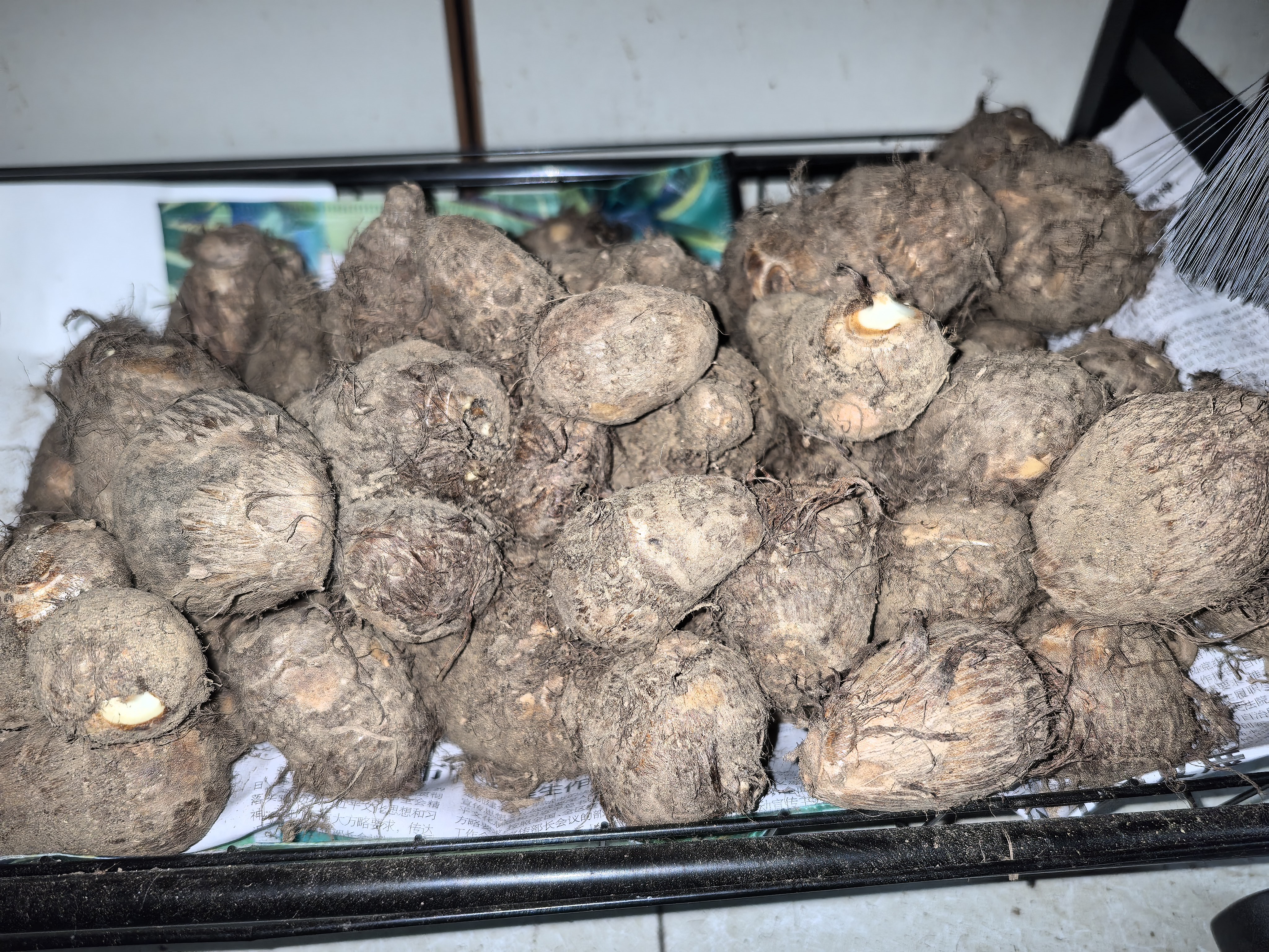 【东东农场专供】新鲜牛奶芋头现挖毛芋头香嫩爽滑奶油芋头小香芋 奶白芋头 9斤 带箱 中大果 实拍图