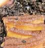 冻品先生 安井 梅菜扣肉 420g 红烧五花肉 虎皮扣肉 碗装预制菜 加热即食 实拍图