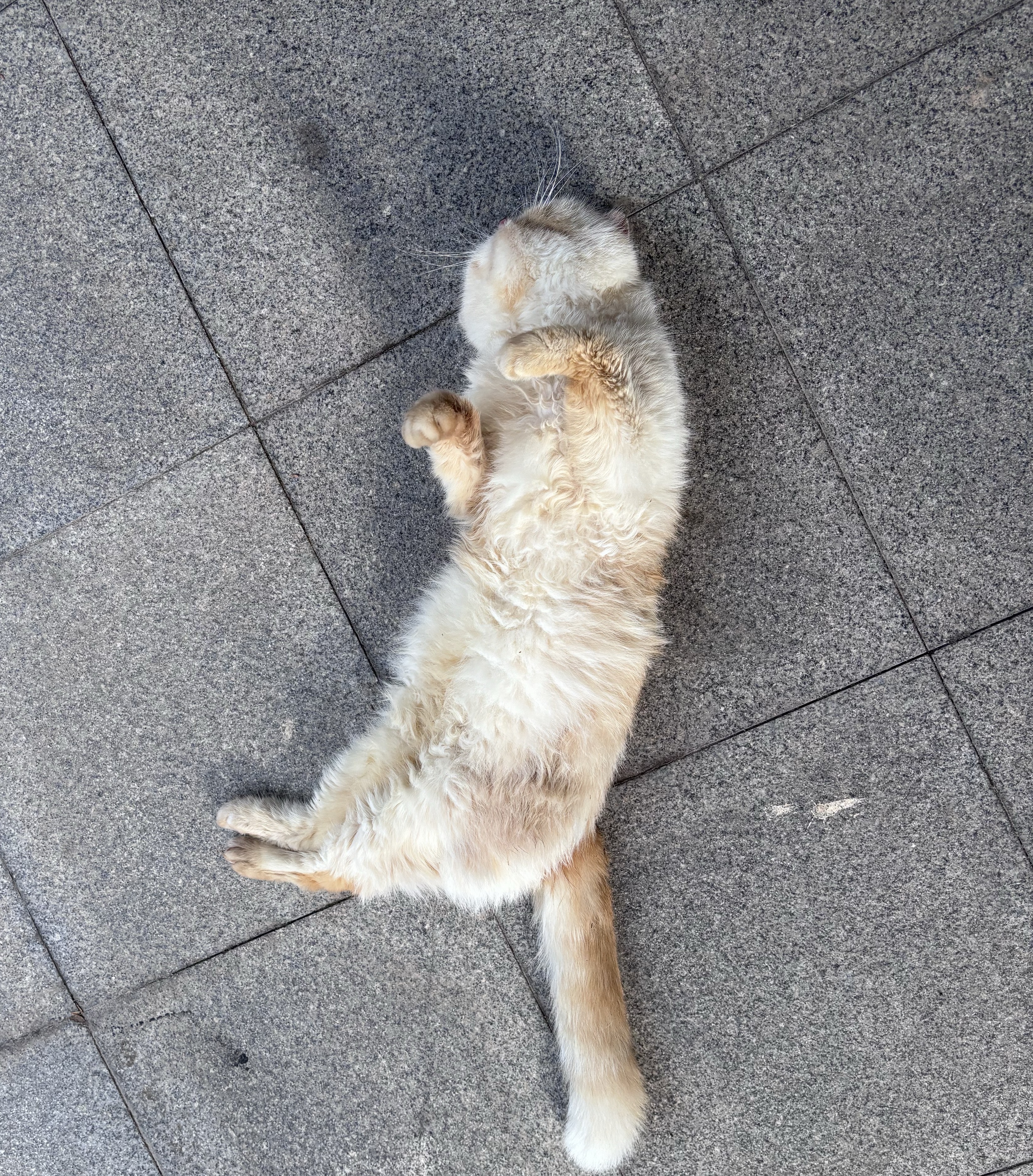 皇家猫粮 波斯成猫粮 P30 通用粮 12月以上 10KG 实拍图