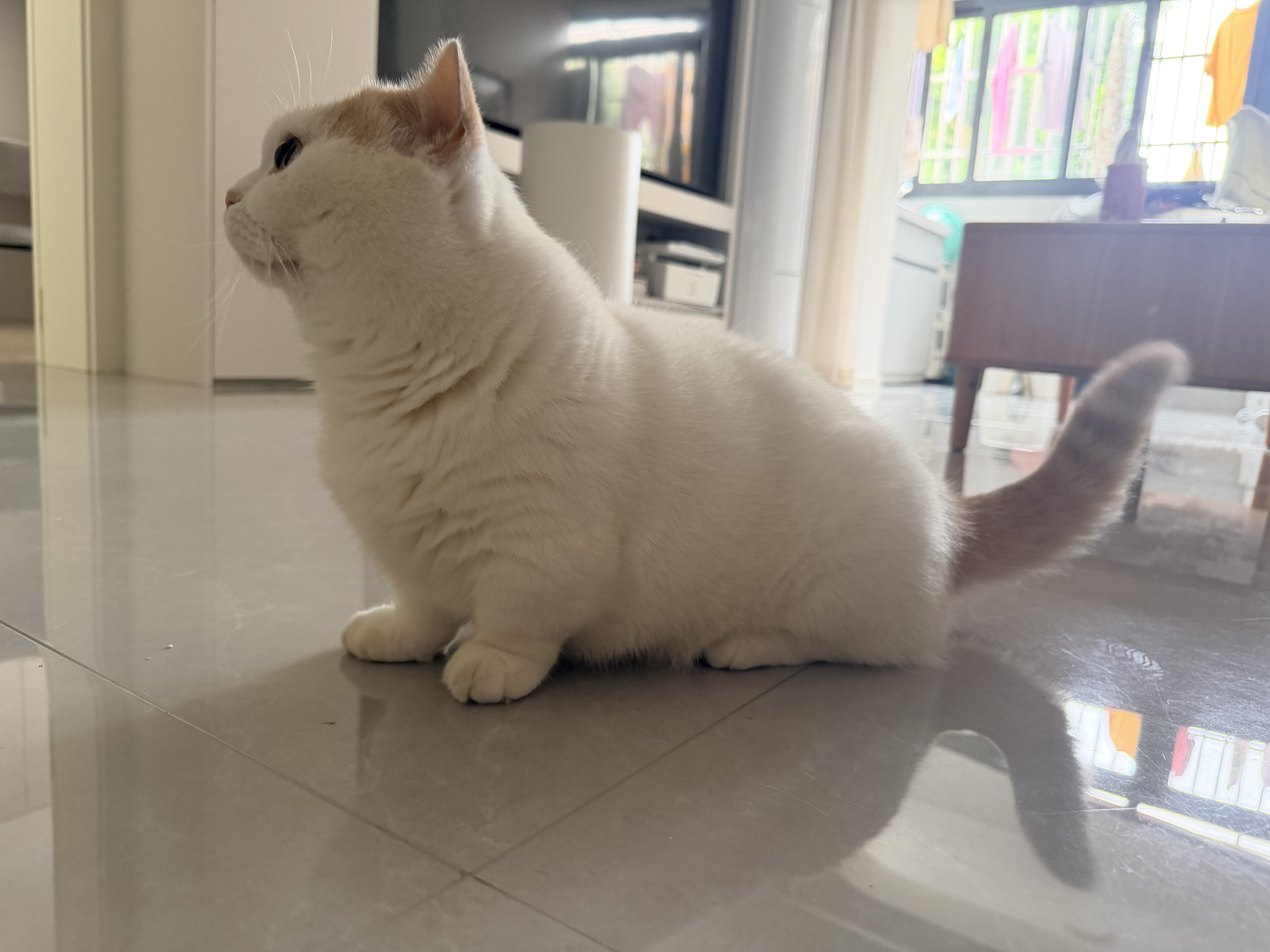 齿一生猫零食猫咪饼干洁齿磨牙零食成猫三文鱼味170g Dentalife 实拍图