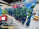 叹为观止大型植物发财树各种大颗盆栽开业乔迁客厅办公室内好养大型花卉 造型鸭脚木【1.5-1.7米】 含盆 实拍图