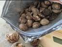 十月稻田 金钱菇 200g 干香菇 小香菇 山珍菌菇干货 煲汤火锅炒菜食材 实拍图