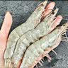 北海湾 厄瓜多尔白虾 大虾鲜活速冻盐冻南美白虾基围虾海虾对虾海鲜批发 厄瓜多尔盐冻虾 6斤(净重)  【16-18cm】单只冻 特大虾 实拍图