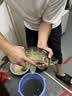 千寿（Qianshou） 千寿钓线野钓柔软鱼线钓鱼线超强拉力尼龙线 主线【买二送一】 3.0 实拍图