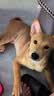 路斯冻干猫零食鸡肉粒冻干犬猫通用宠物零食鸡肉粒500g 实拍图
