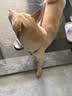 比瑞吉狗粮爱不将就小型中大型金毛成犬狗粮牛肉味16kg添加鱼油原料透明 实拍图